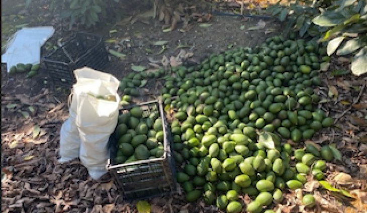 Suspected Avocado Thief Arrested, And Other Stories